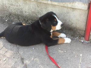 très câlin et malin, à surveiller et ne pas se laisser attendrir trop  par ses airs d'ange.. C'est je pense, une bonne pâte quand même 