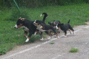 ils courent maintenant aussi vite que maman... 